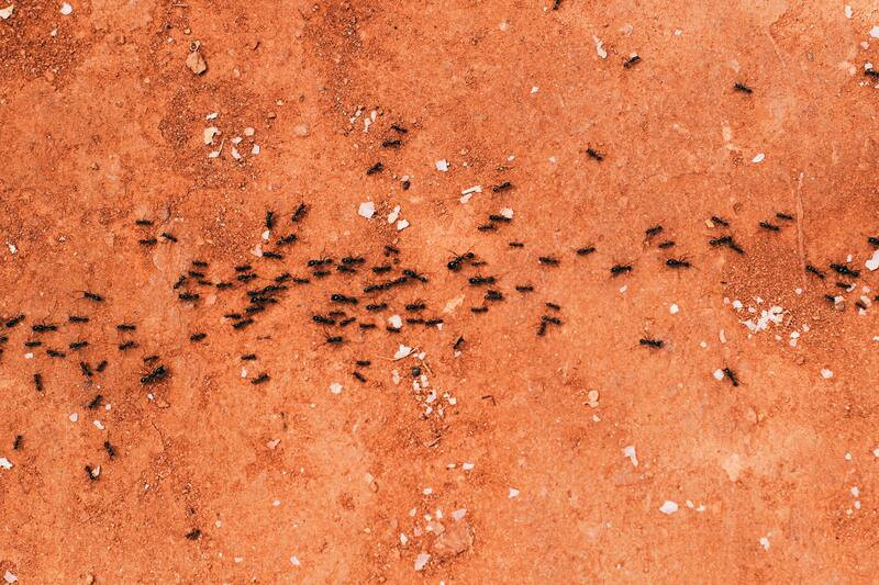 Insecticida para instalaciones ganaderas ¿cuál elegir?
